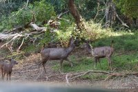 Wilpattu - Sambar Deer