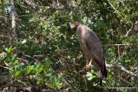 Wilpattu - Crested Srepent Eagle