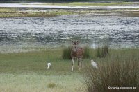 Wilpattu - Axis Deer