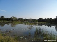 Wilpattu Landscape Lake