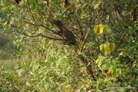 Wagamuwa National Park - land monitor