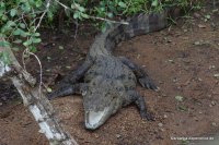 Wilpattu - March Crocodil