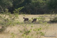 Wilpattu - Axis Deer