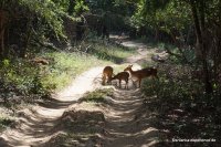 Wilpattu - Axis Deer