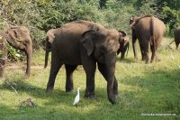 Wagamuwa National Park - Elephant family