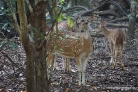 Wagamuwa National Park