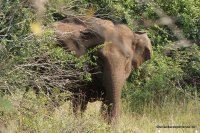 Wagamuwa National Park - Elephant