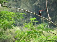 Wagamuwa National Park - kingsfisher