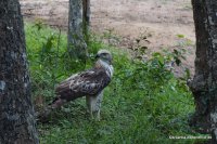 Wilpattu - Crested Hawk Eagle