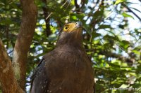 Wilpattu - Crested Srepent Eagle