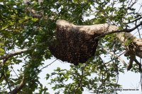 Wagamuwa National Park - Bees