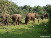 Wagamuwa National Park - Elephant family