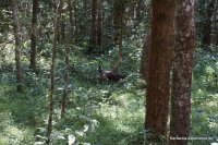 Wilpattu - Peacook female