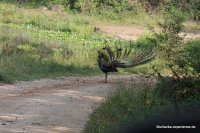 Wagamuwa National Park - peacook