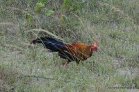 Wilpattu - Sri Lankan Junglefowl