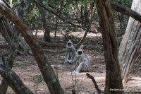 Wilpattu - Hanuman Langur