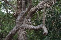 Wilpattu - Crested Hawk Eagle