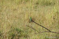 Wagamuwa National Park - beeseater