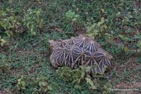 Wilpattu - Indian Star Tortoise