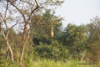 Wagamuwa National Park - bird net