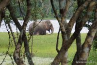 Wilpattu - Elephant